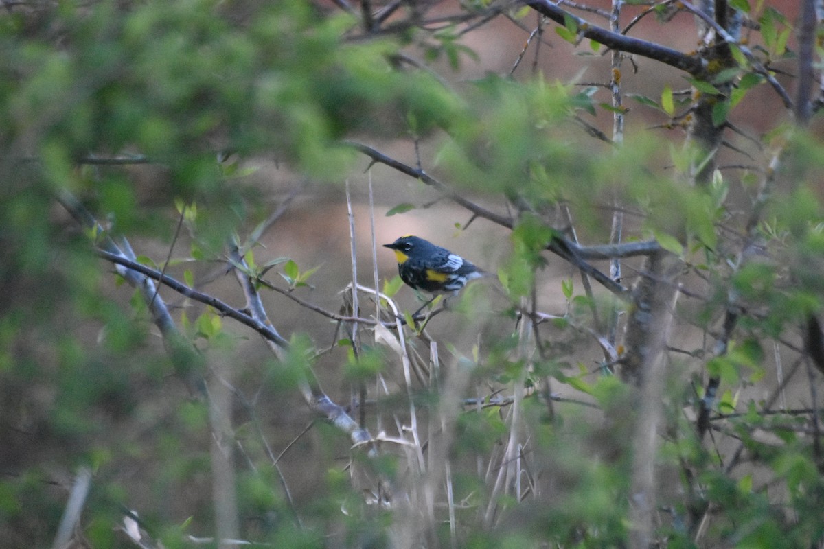 Kronenwaldsänger (Audubonwaldsänger) - ML634209914