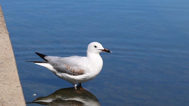 Silver Gull (Silver) - ML634209932