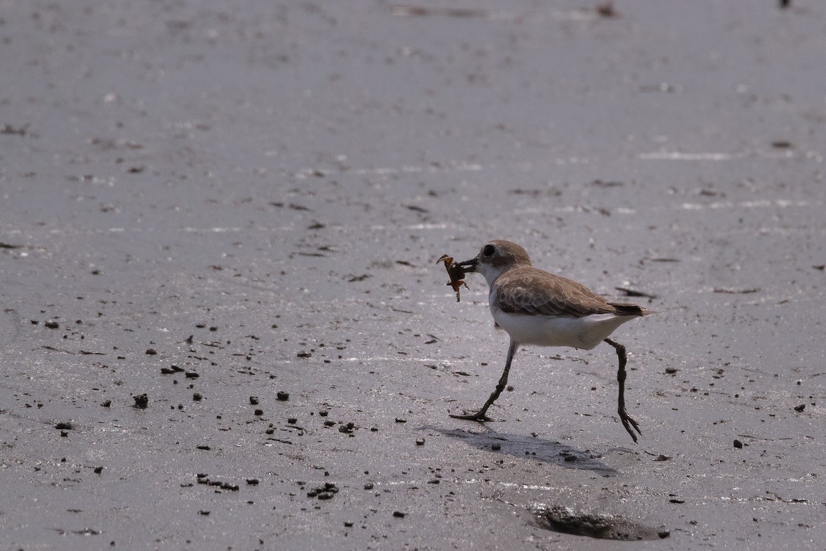 sand-plover sp. - ML634210055