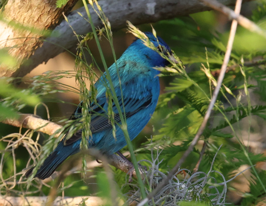 Indigo Bunting - ML634210105