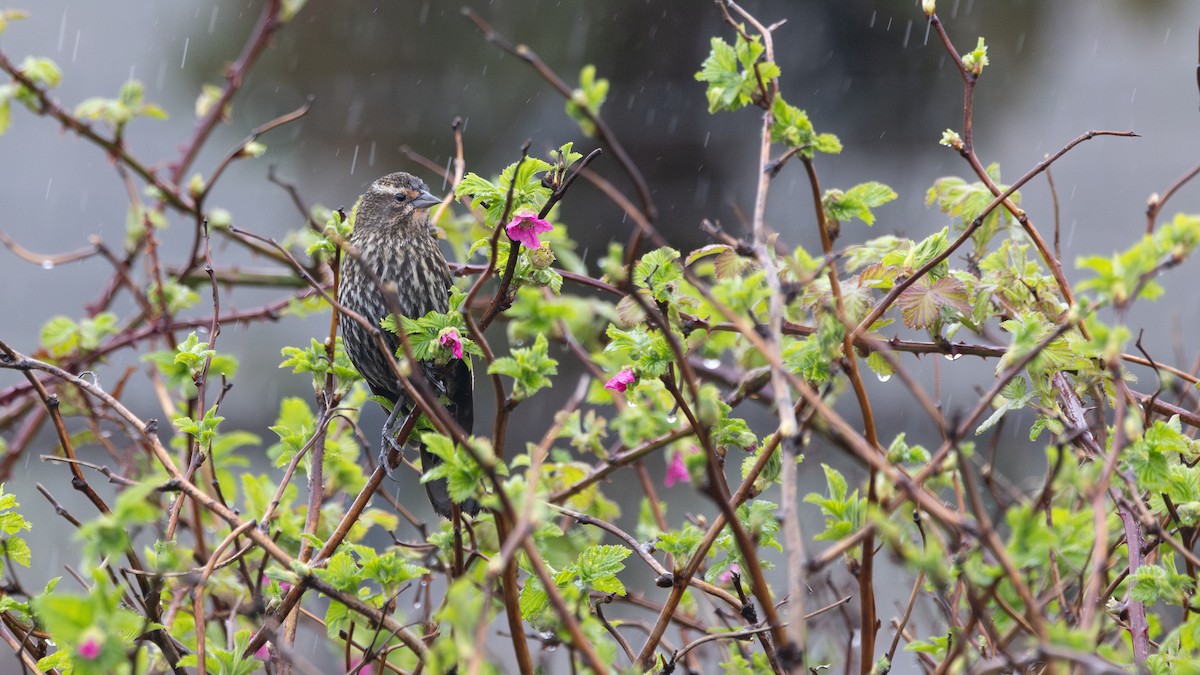 Red-winged Blackbird - ML634210158