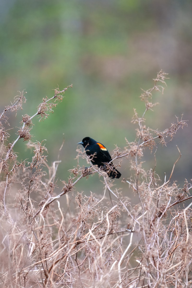 Red-winged Blackbird - ML634210165