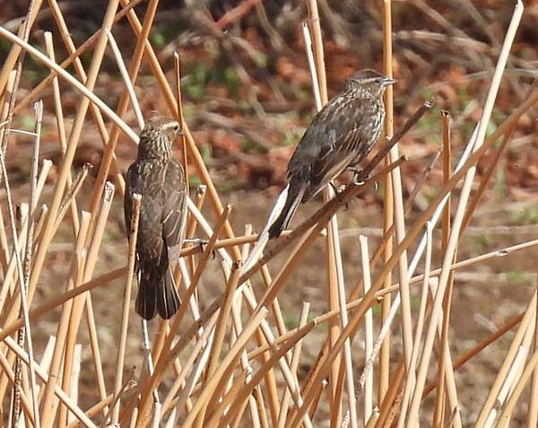 Red-winged Blackbird - ML634210232