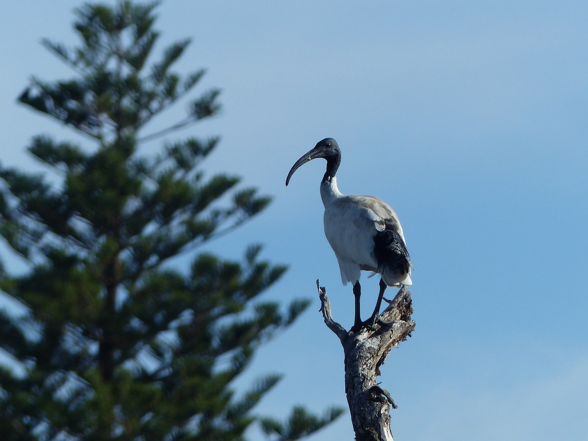 Australian Ibis - ML634210308