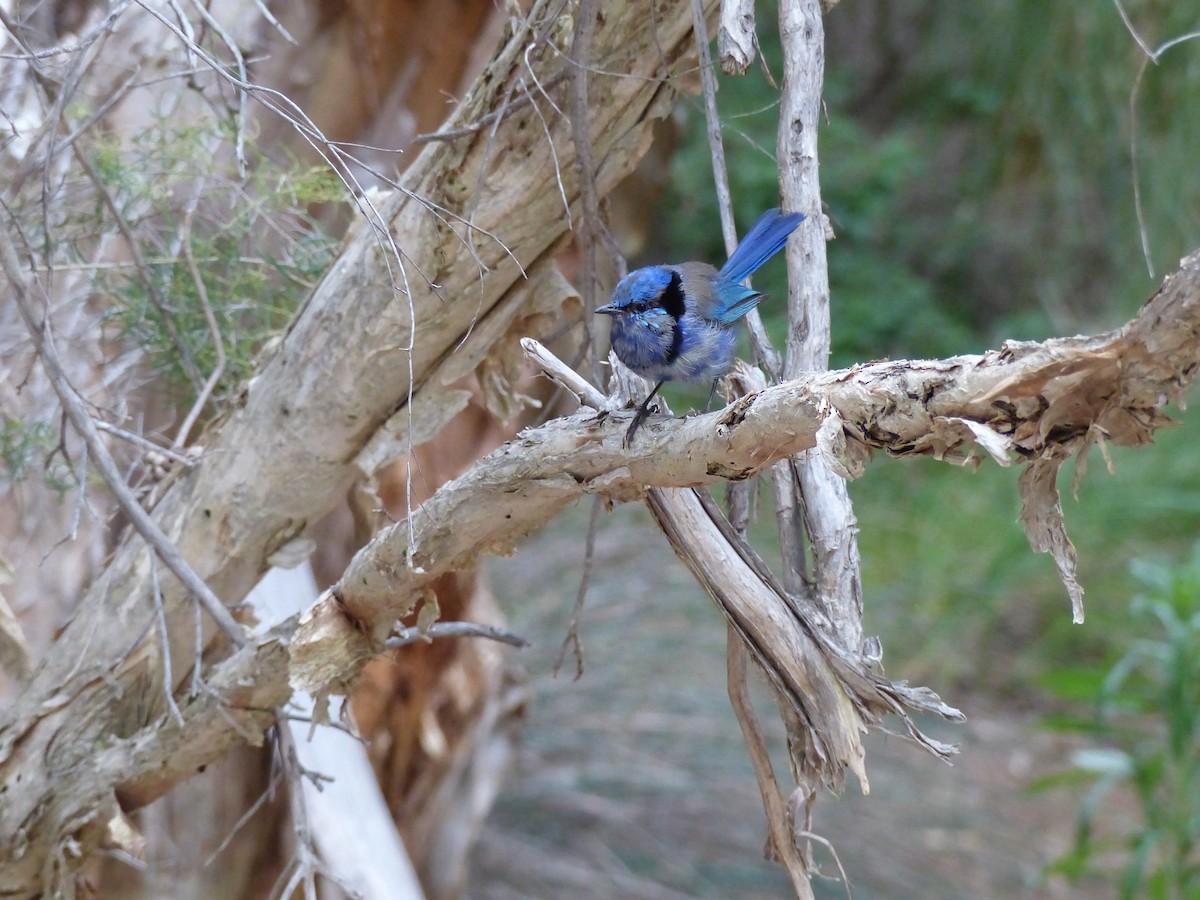 Splendid Fairywren - ML634210316