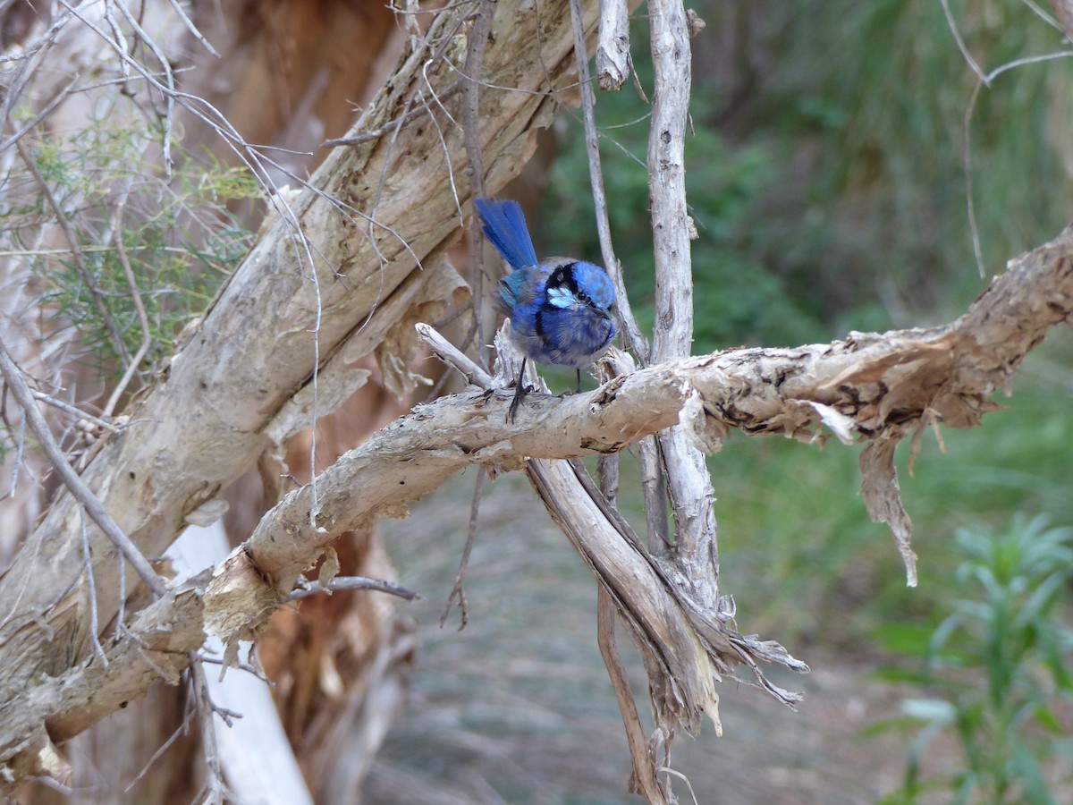 Splendid Fairywren - ML634210317