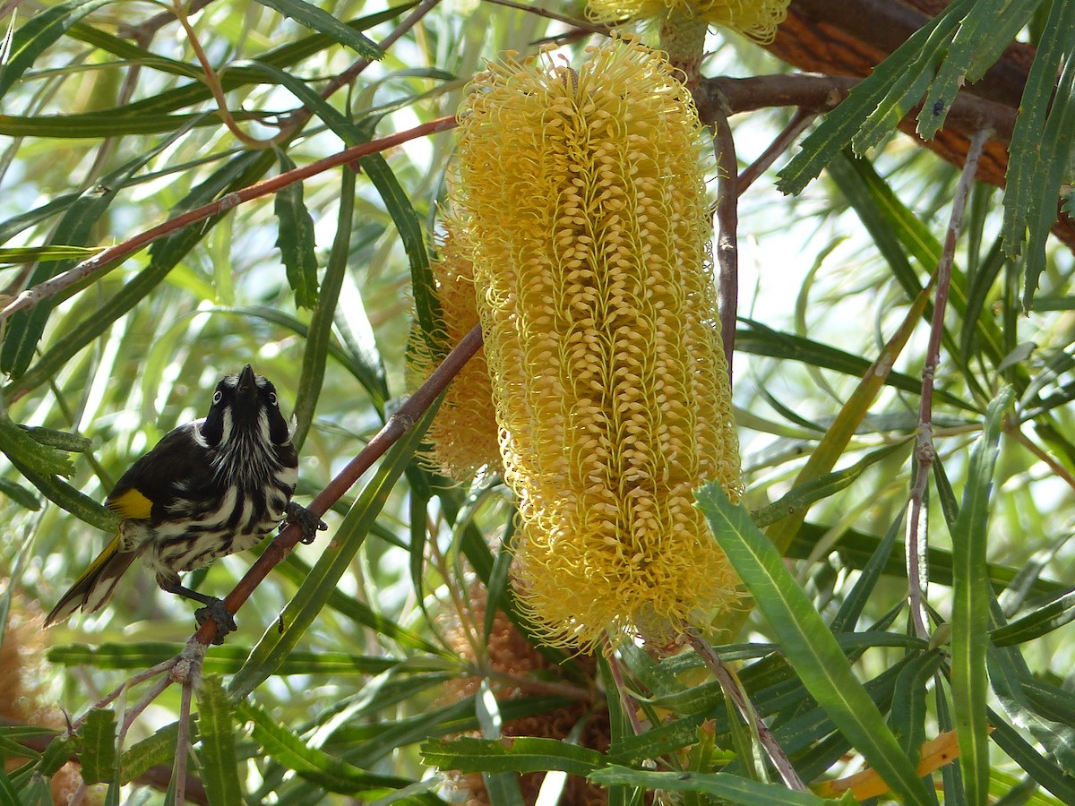 New Holland Honeyeater - ML634210325