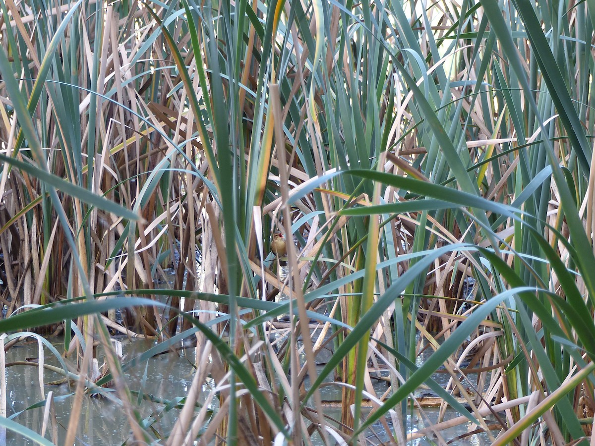 Australian Reed Warbler - ML634210334