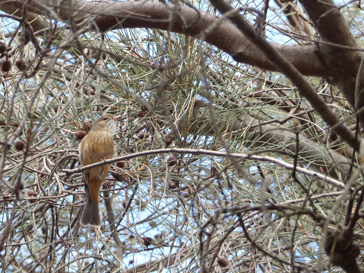 Rufous Whistler - ML634210342