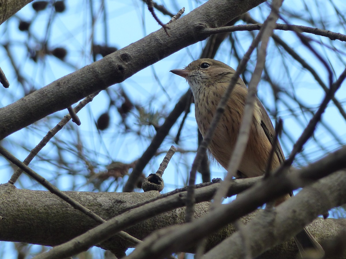 Rufous Whistler - ML634210346