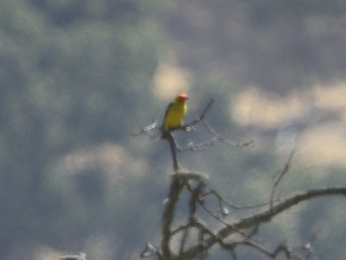 Western Tanager - ML634210402