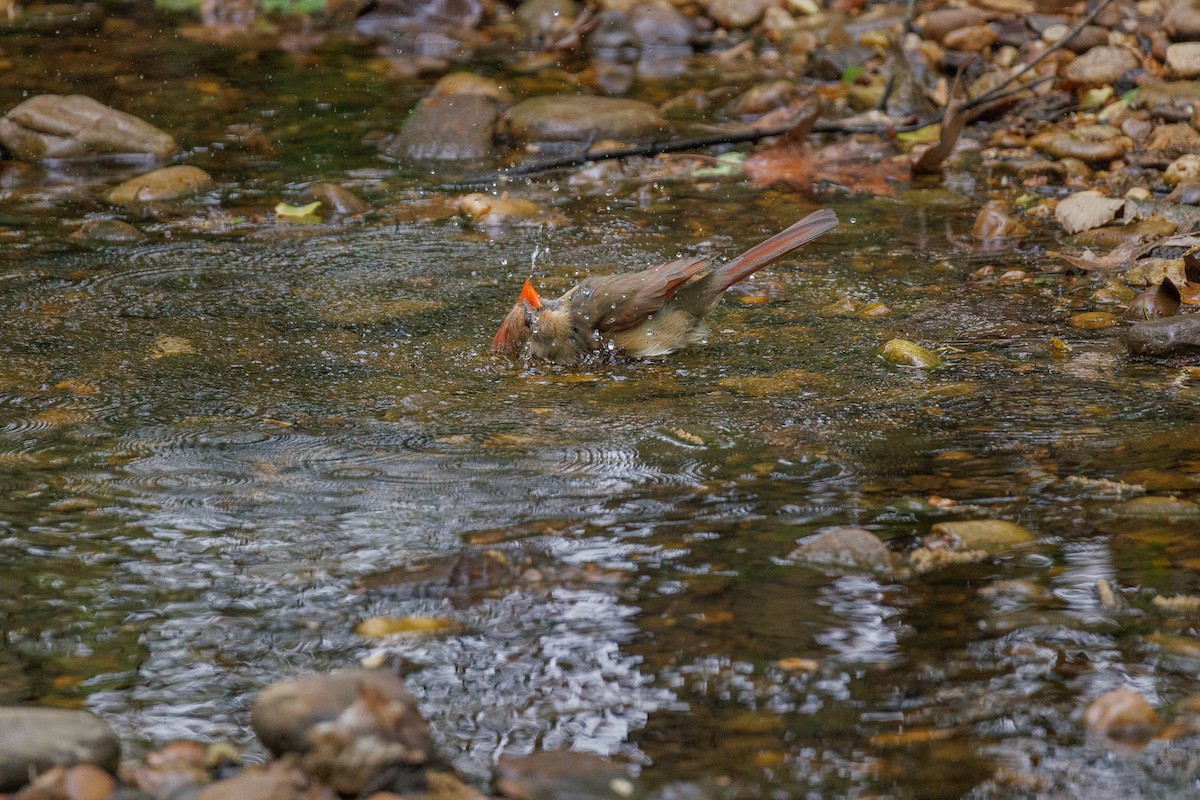 Northern Cardinal - ML634210479