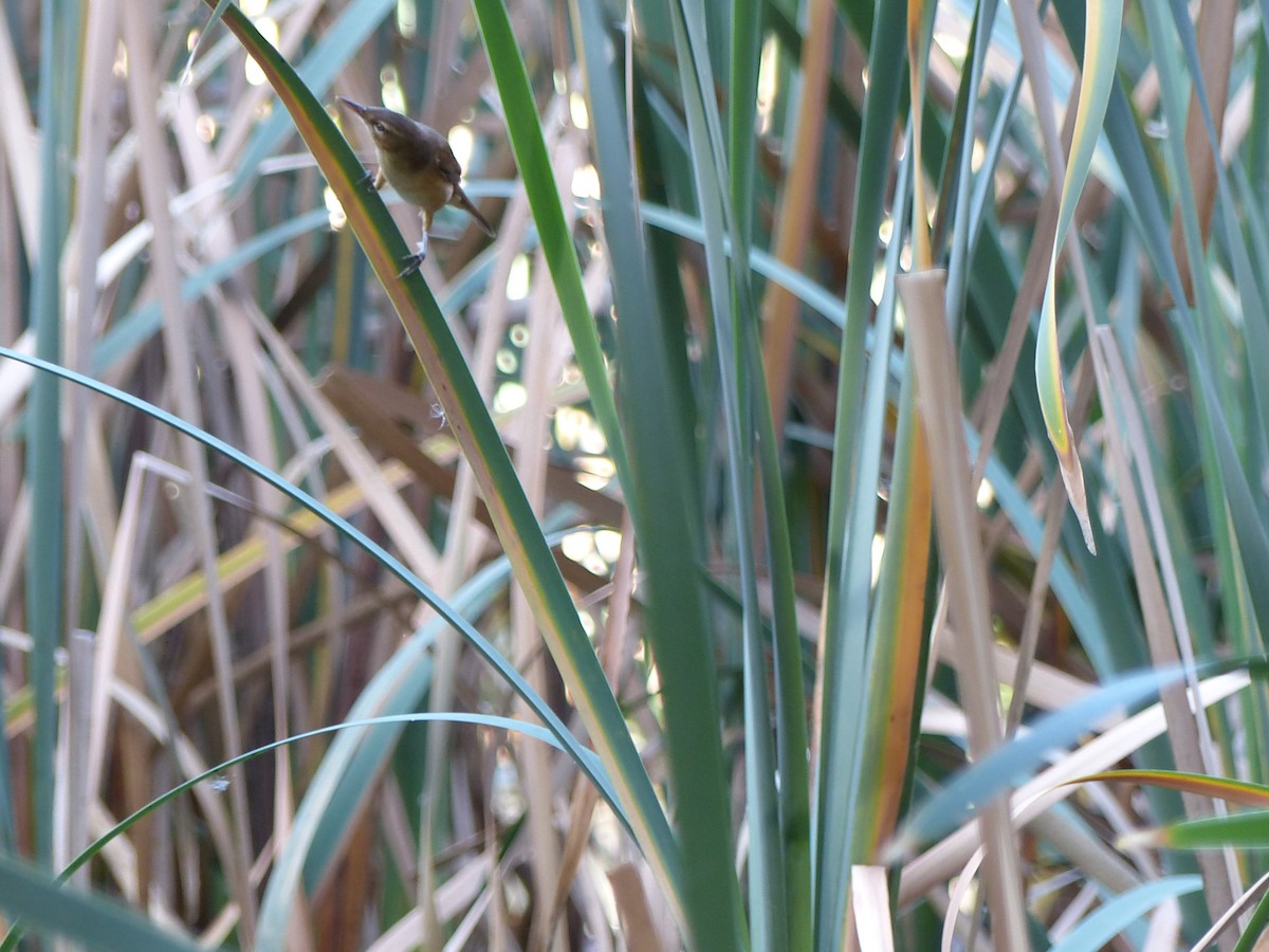 Australian Reed Warbler - ML634210483