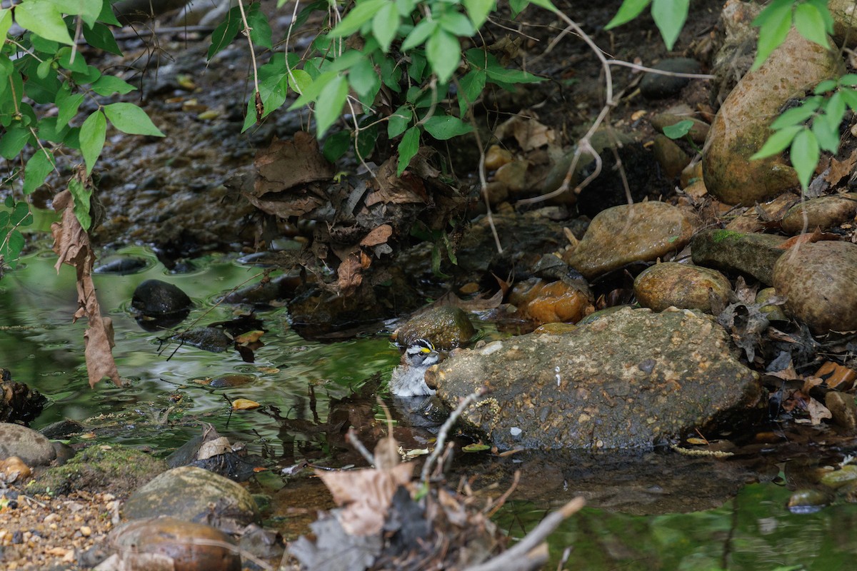 White-throated Sparrow - ML634210498