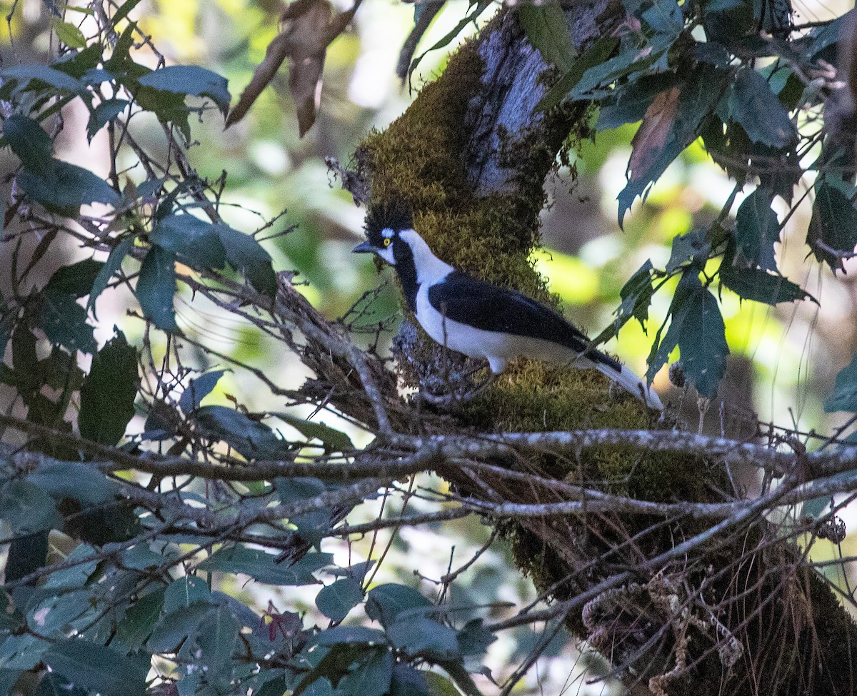 Tufted Jay - ML634210529