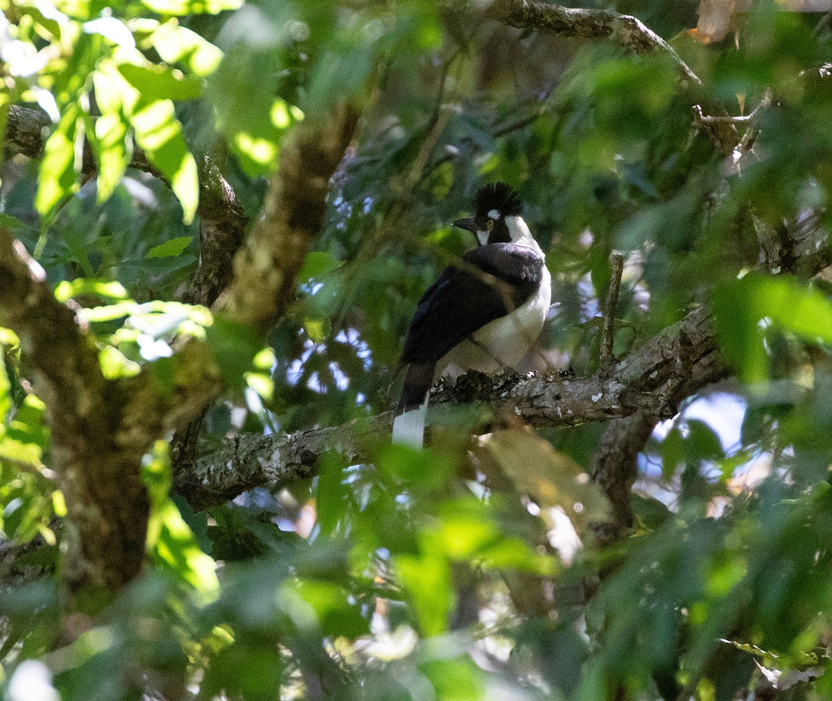 Tufted Jay - ML634210530