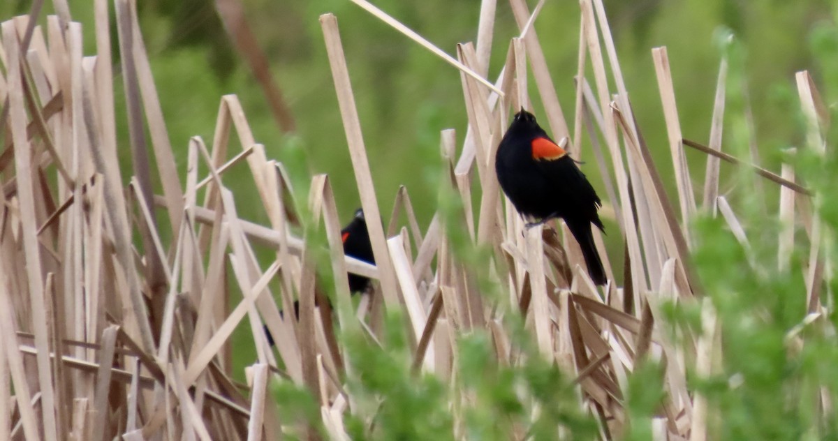 Red-winged Blackbird - ML634210644