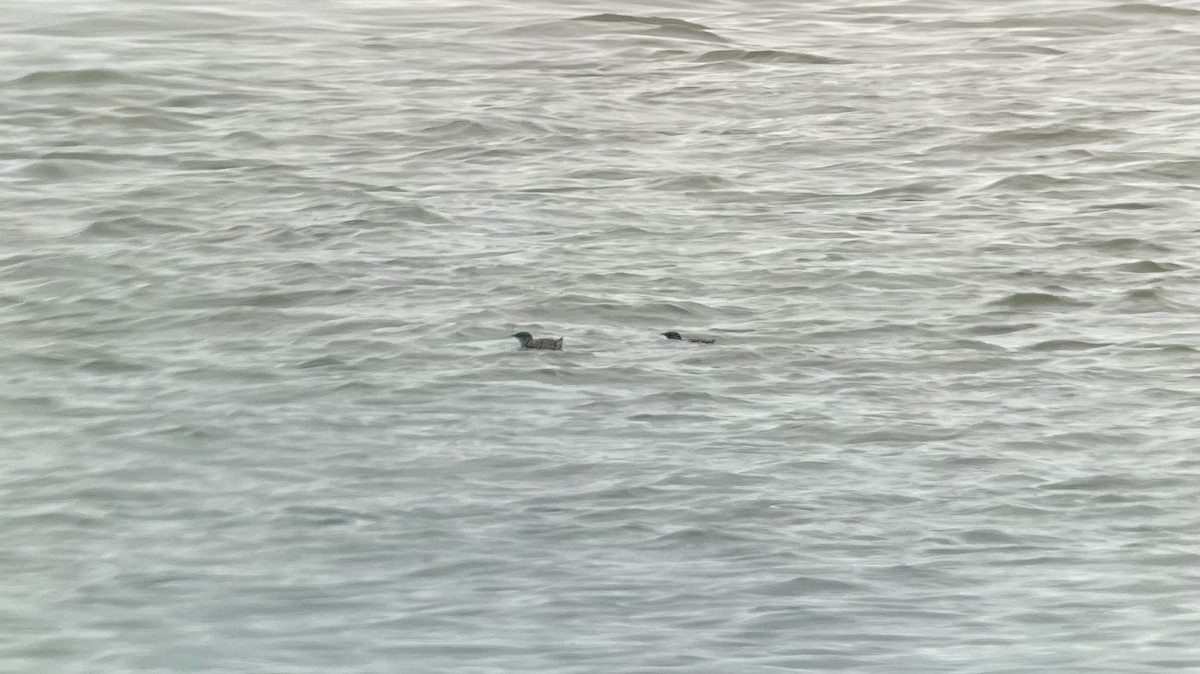 Marbled Murrelet - ML634210673