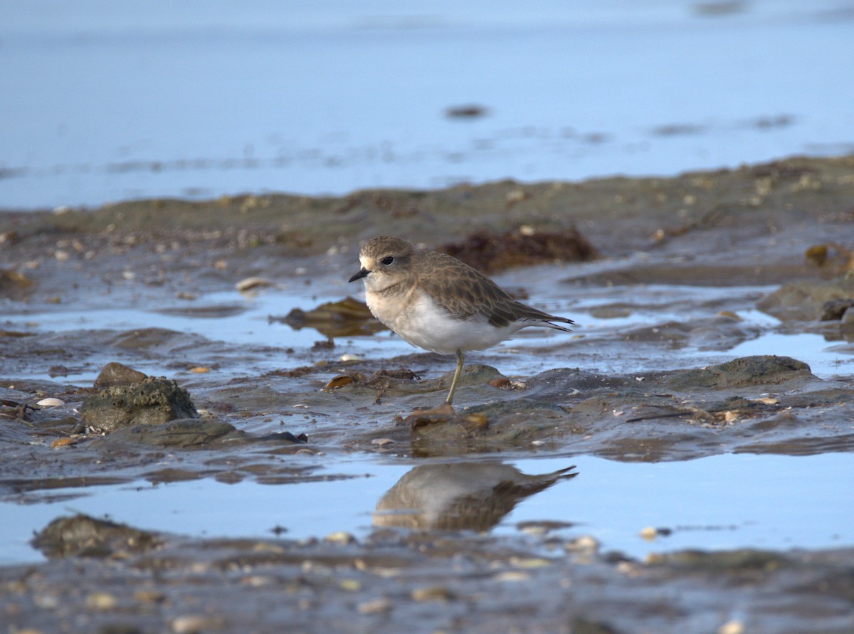 Double-banded Plover - ML634210676