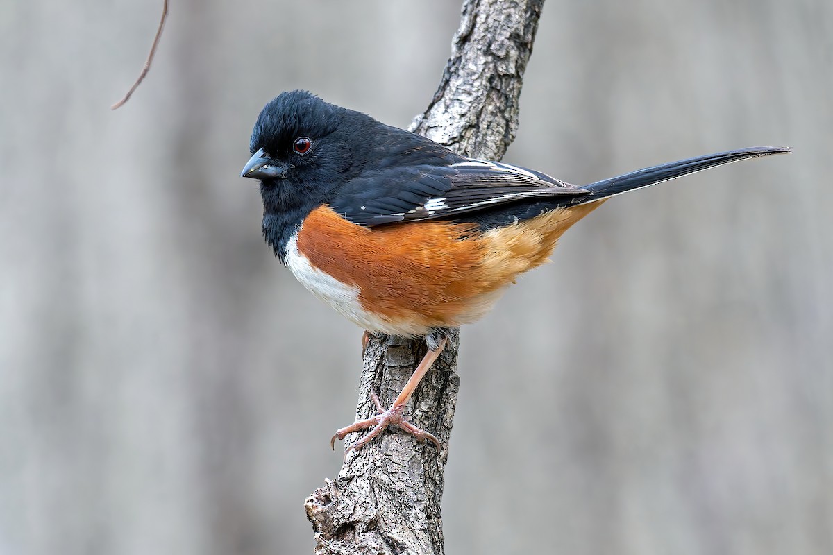 Eastern Towhee - ML634210719