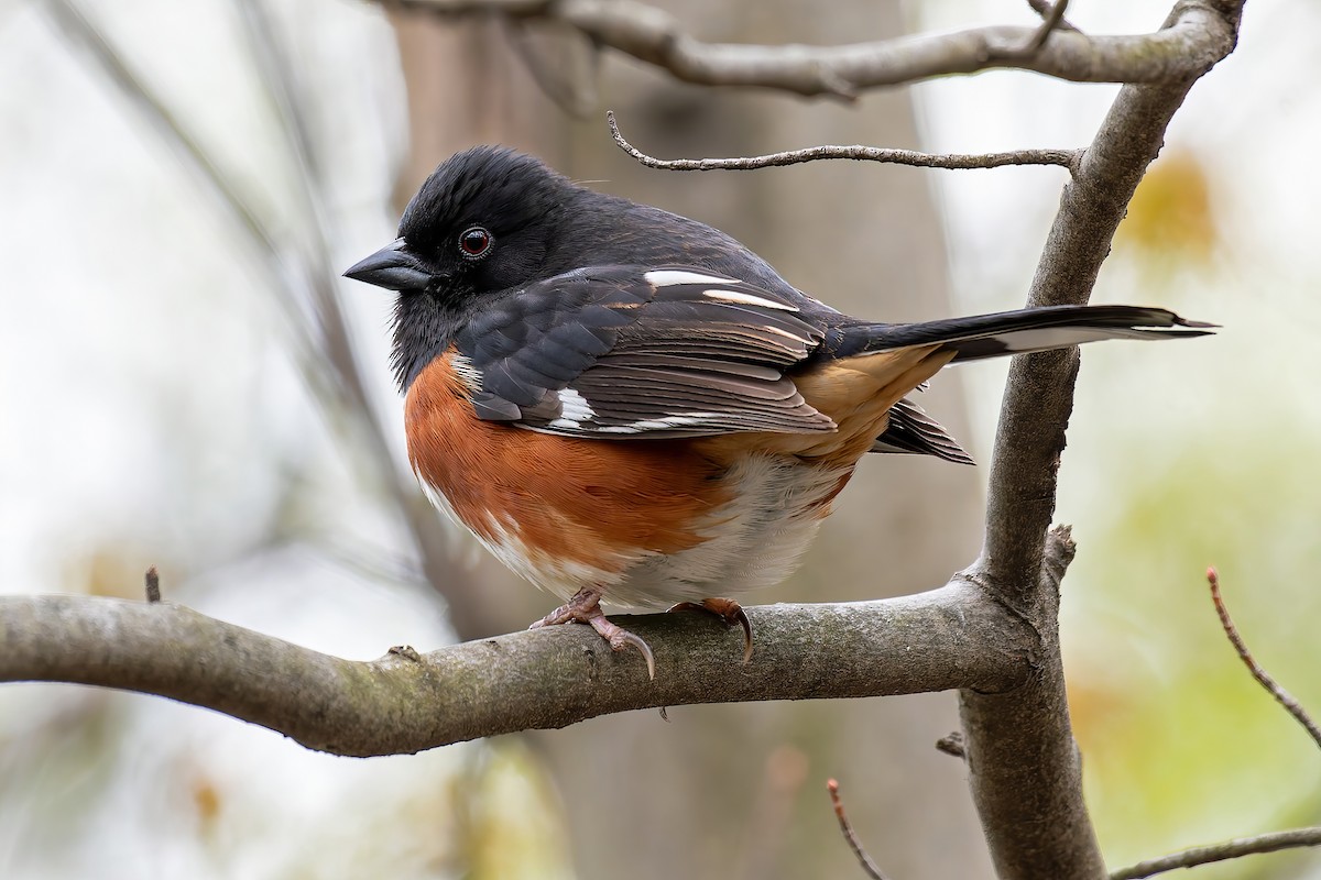 Eastern Towhee - ML634210720