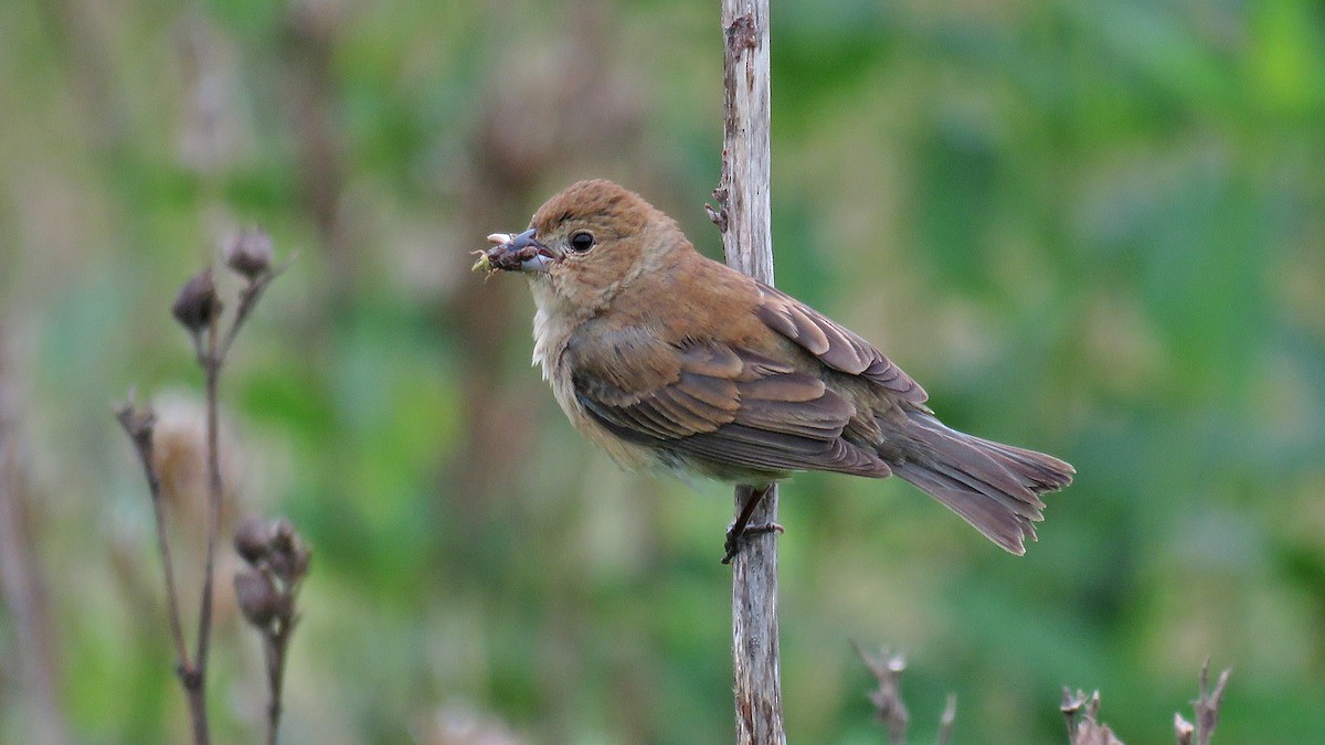 Indigo Bunting - ML634210826