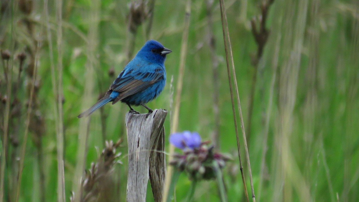Indigo Bunting - ML634210922
