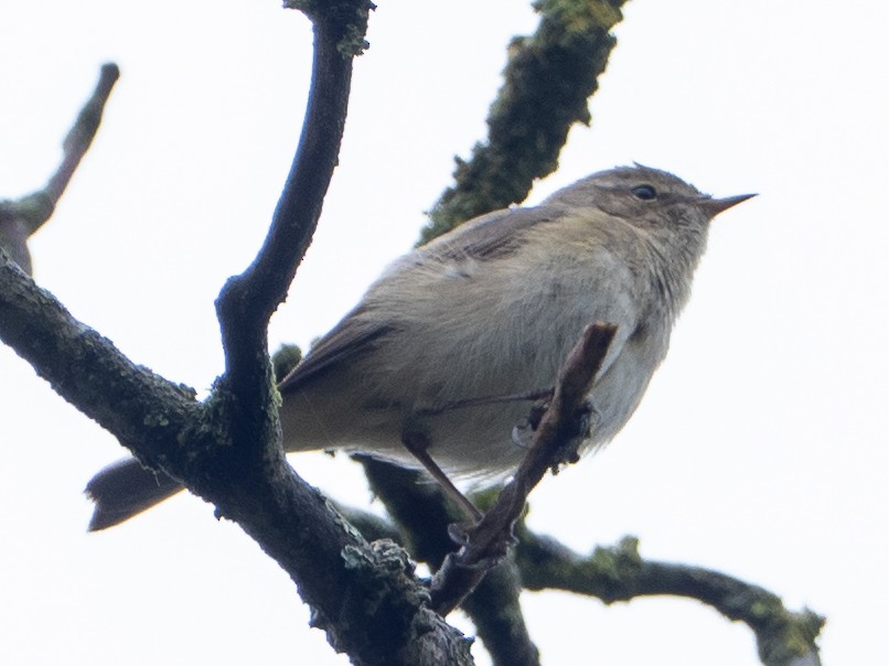 Common Chiffchaff - ML634210957
