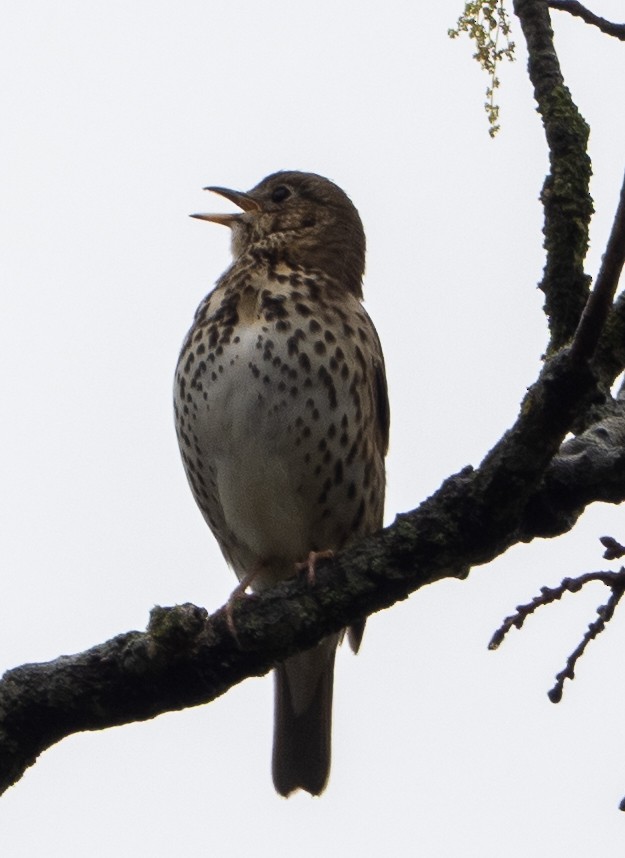 Song Thrush - ML634210959