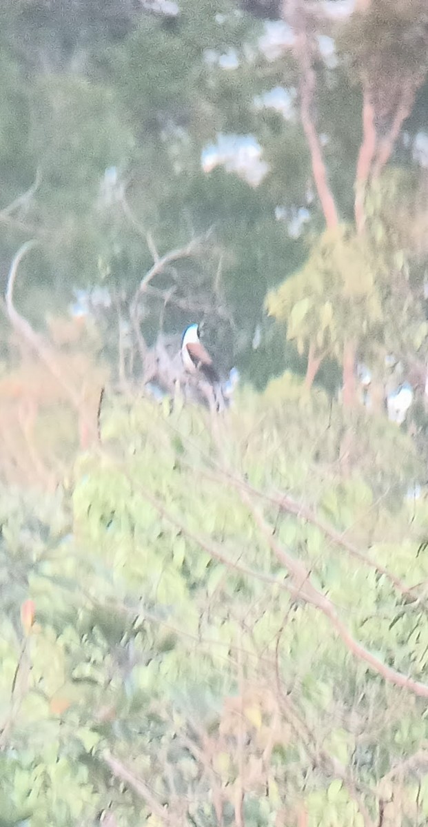 White-bellied Treepie - ML634210972