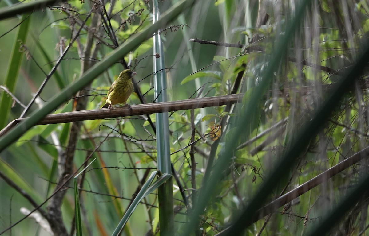 Papyrus Canary - ML634211009