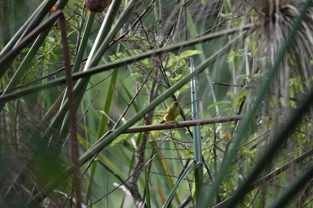 Papyrus Canary - ML634211010