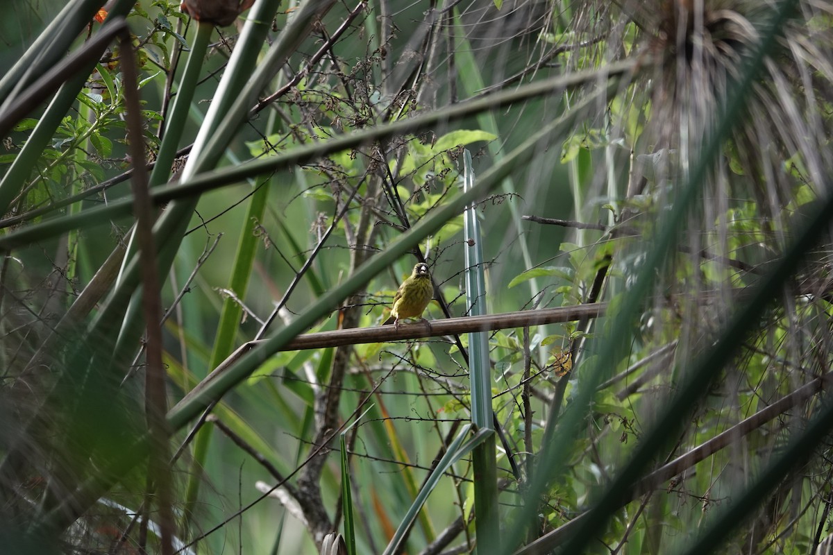 Papyrus Canary - ML634211011