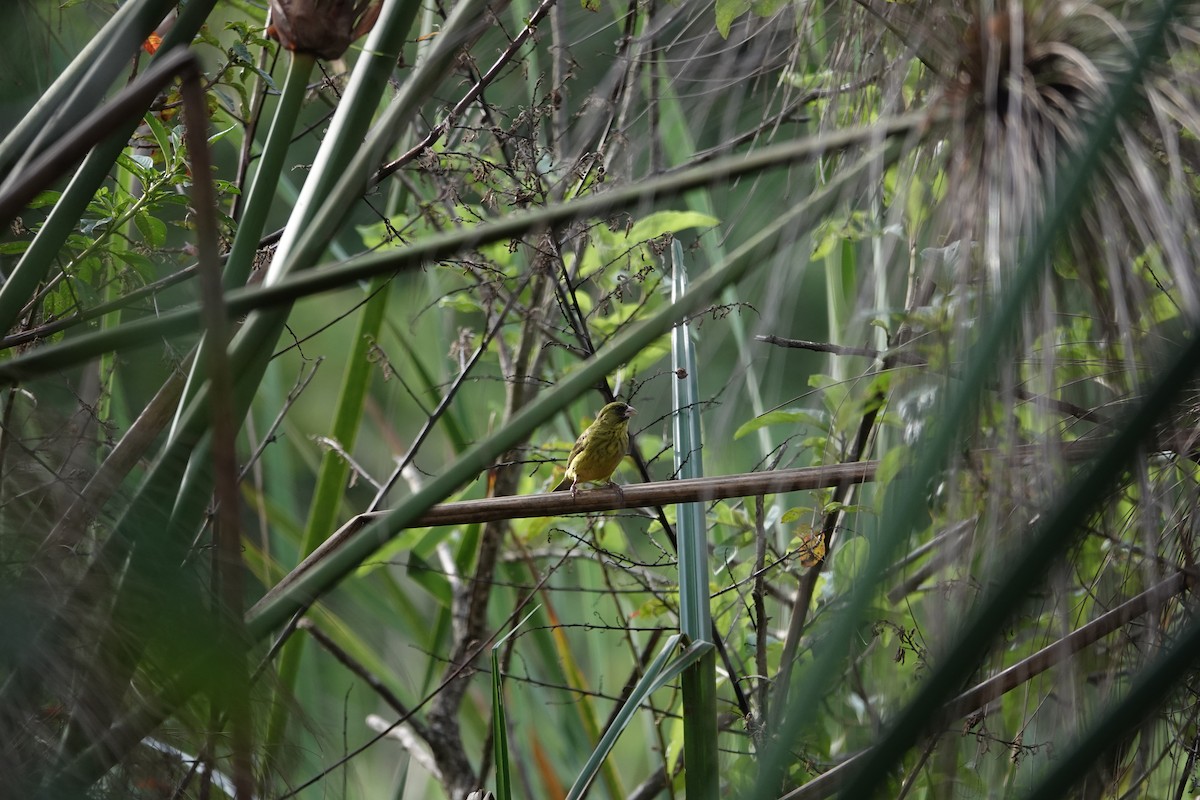 Papyrus Canary - ML634211012