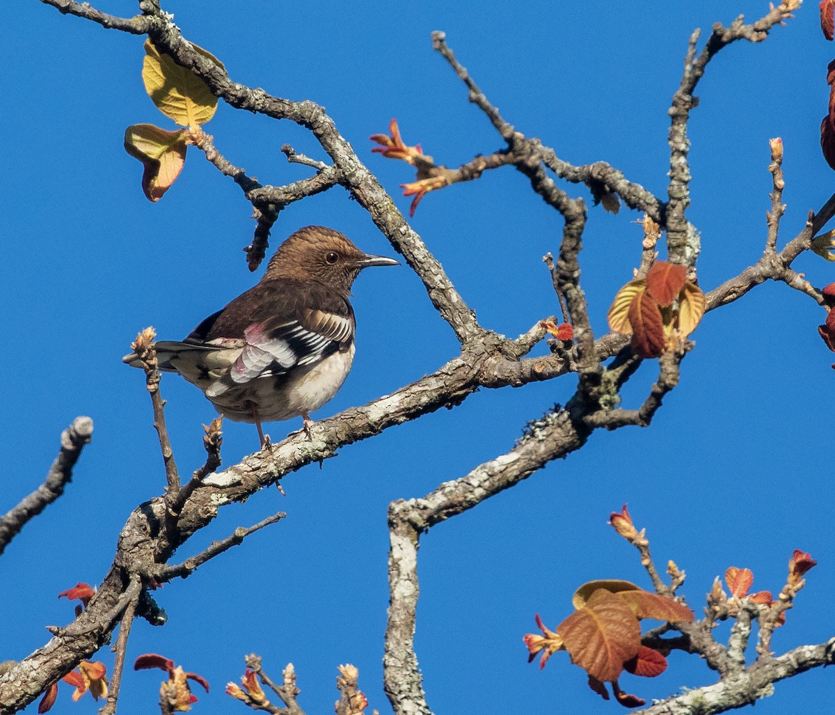 Aztec Thrush - ML634211020