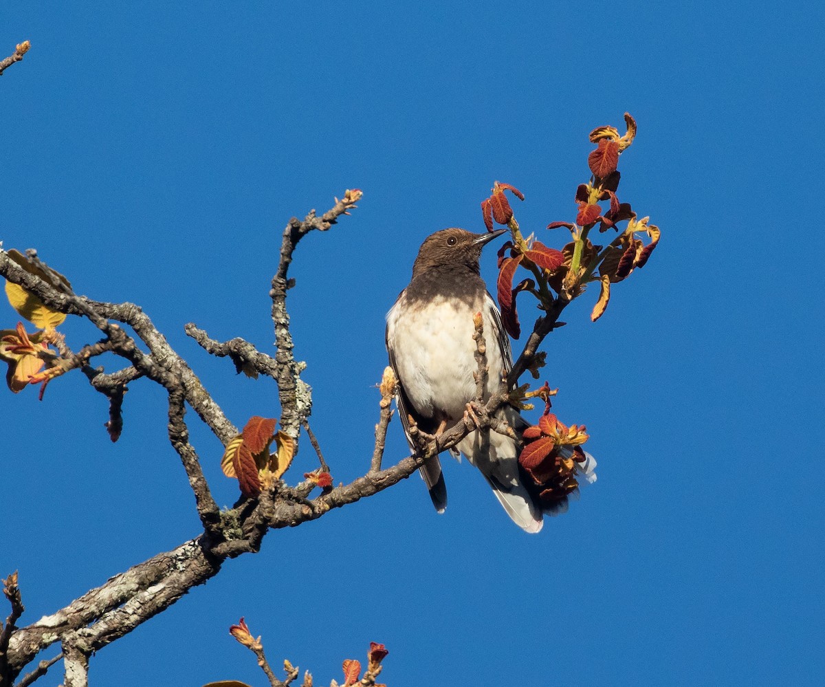 Aztec Thrush - ML634211021