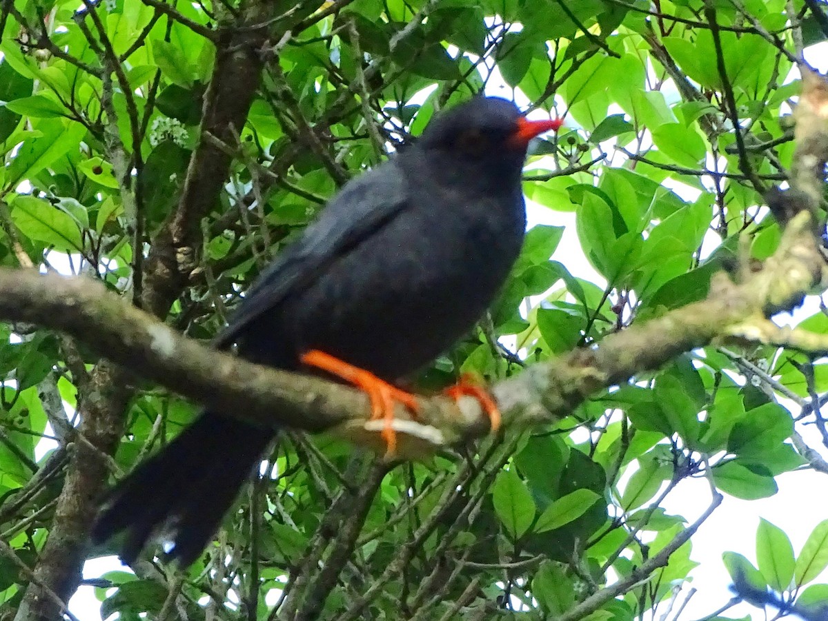 Indien-Rotschnabelbülbül - ML634211101