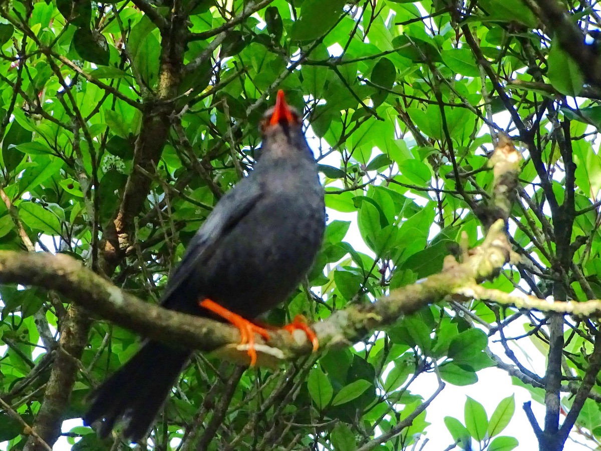 Indien-Rotschnabelbülbül - ML634211102