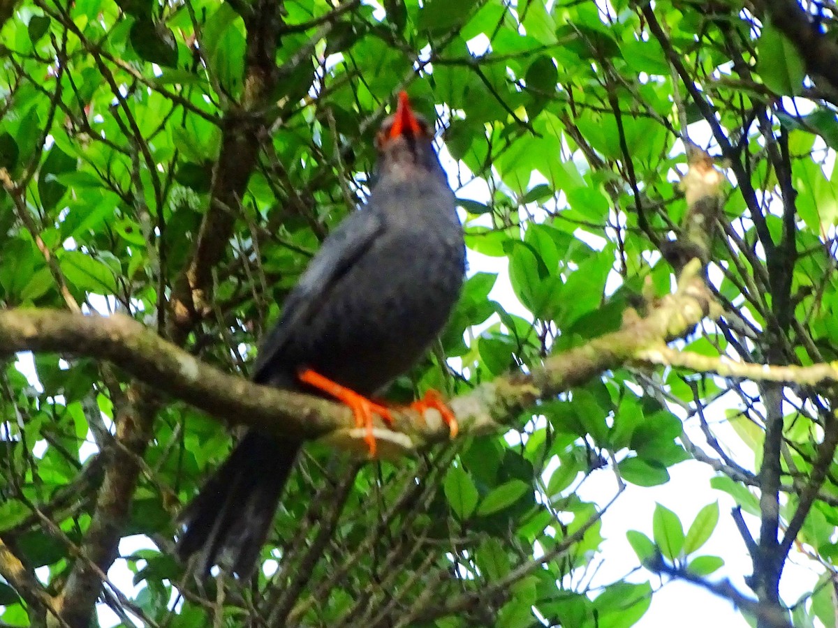 Indien-Rotschnabelbülbül - ML634211103