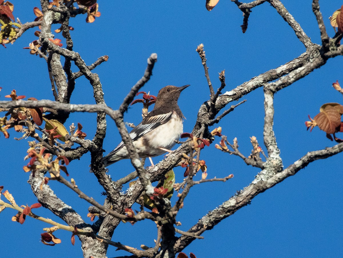 Aztec Thrush - ML634211110