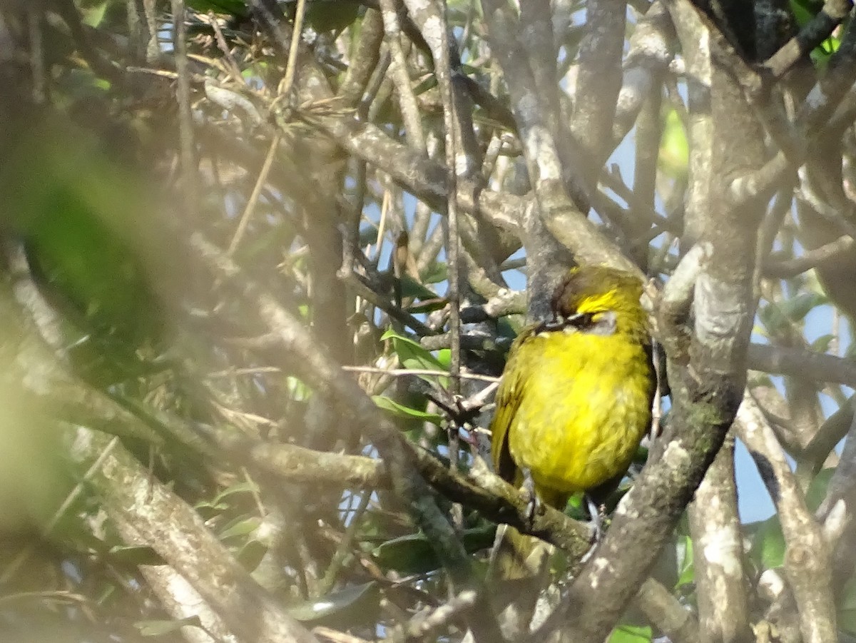 Schmuckbülbül - ML634211111