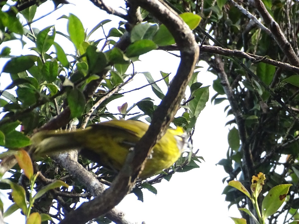 Schmuckbülbül - ML634211112