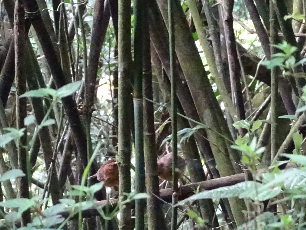 Braunscheitel-Erddrossling - ML634211121