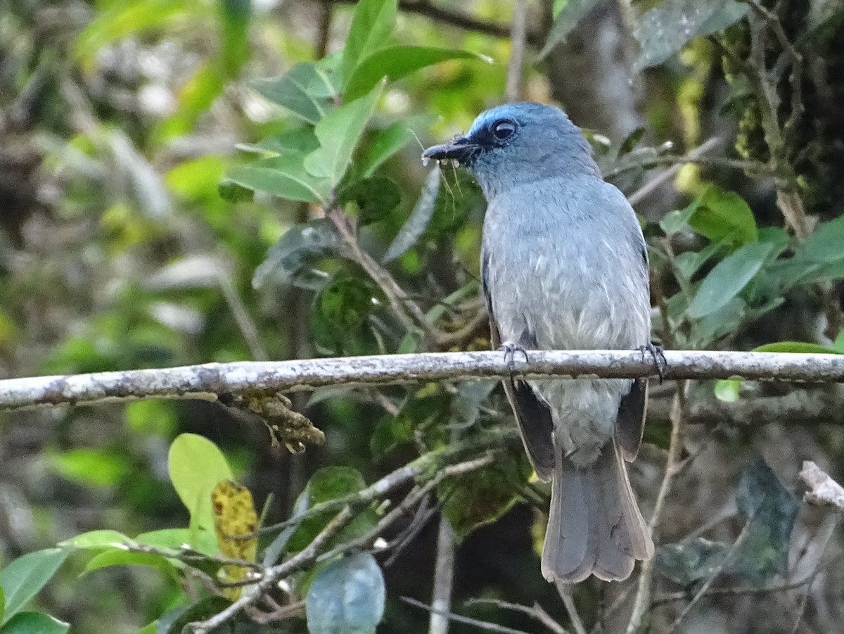 Ceylonschnäpper - ML634211133