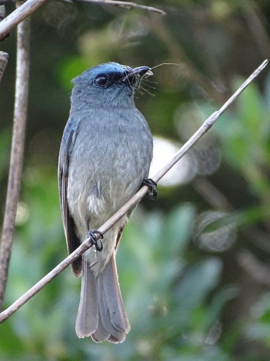 Ceylonschnäpper - ML634211134