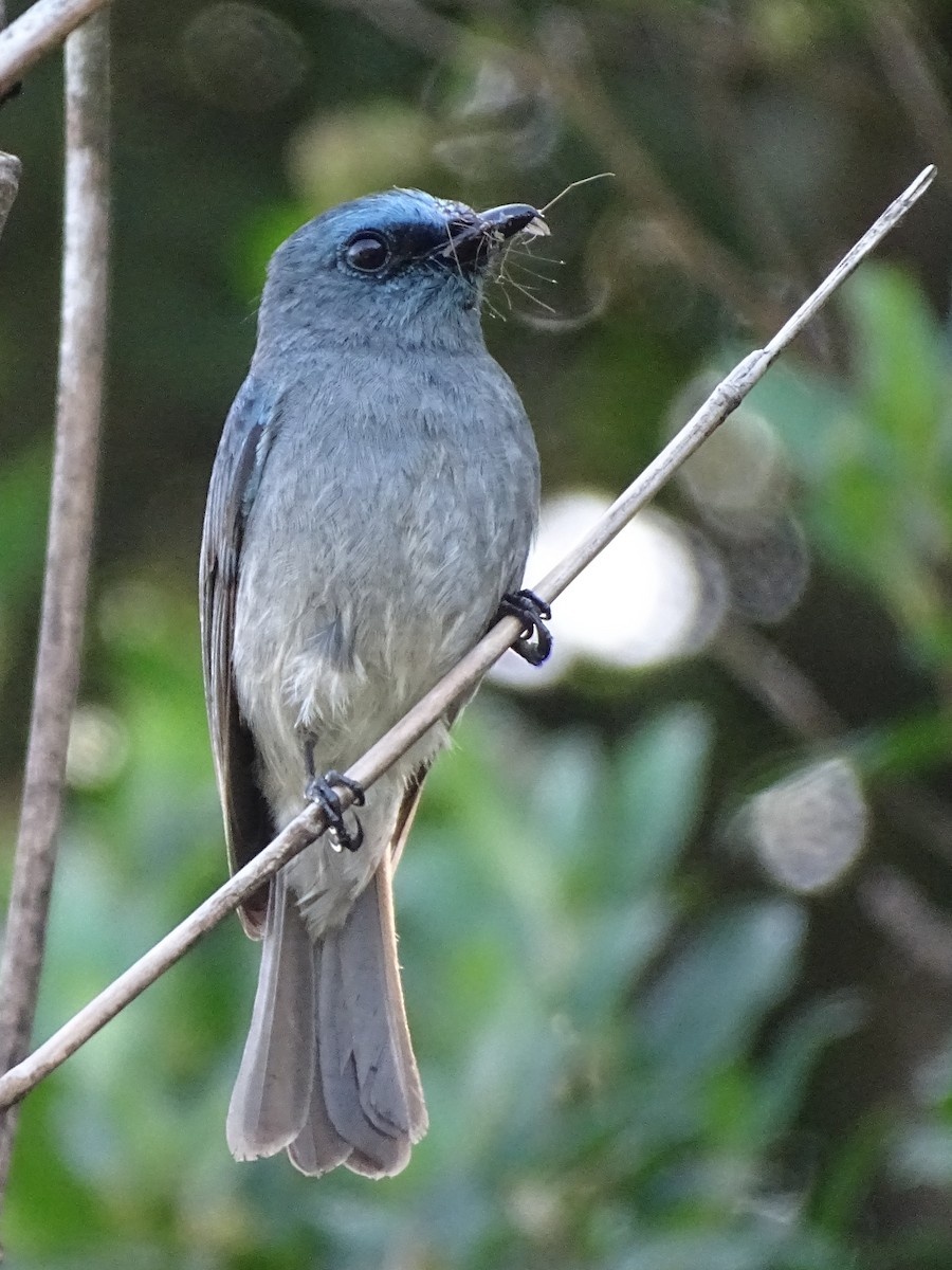 Ceylonschnäpper - ML634211136