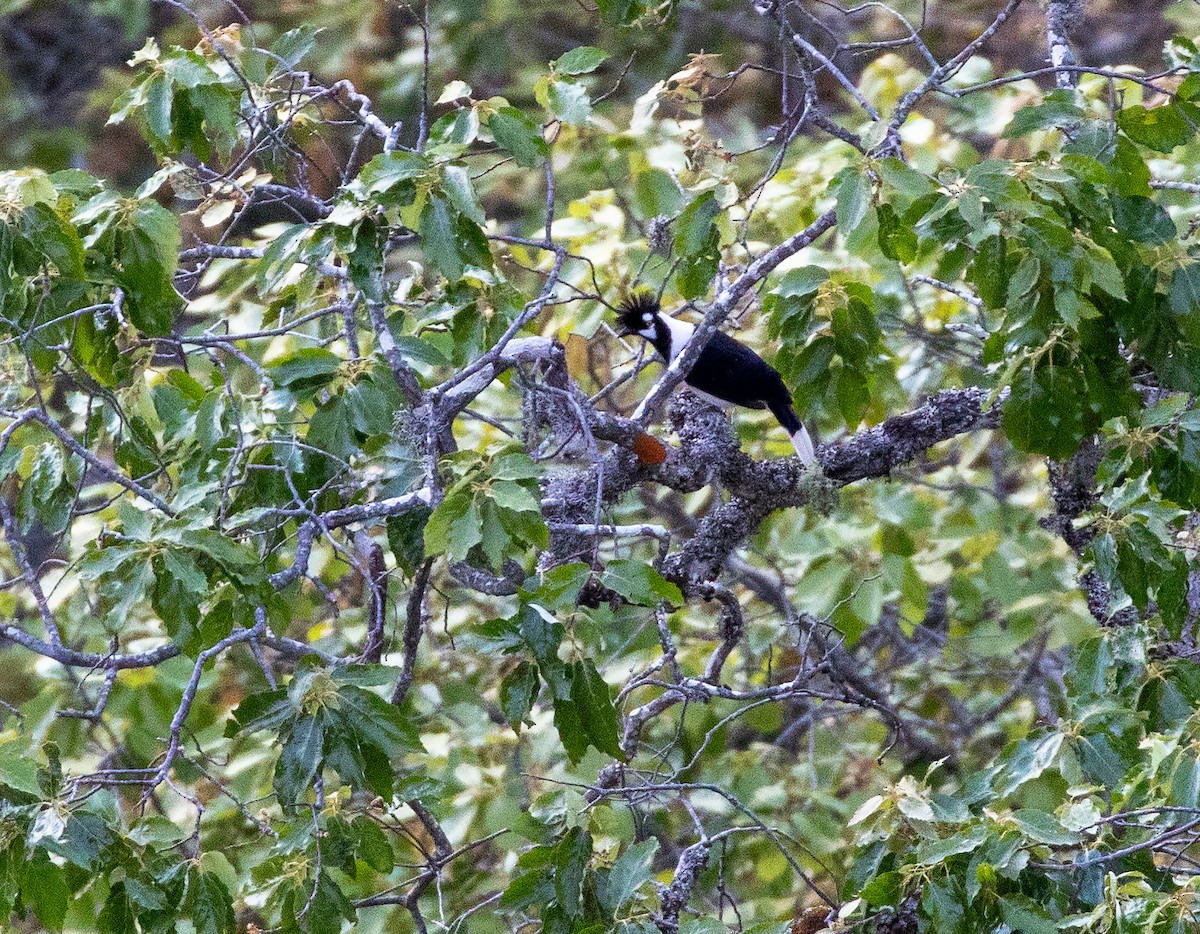 Tufted Jay - ML634211151