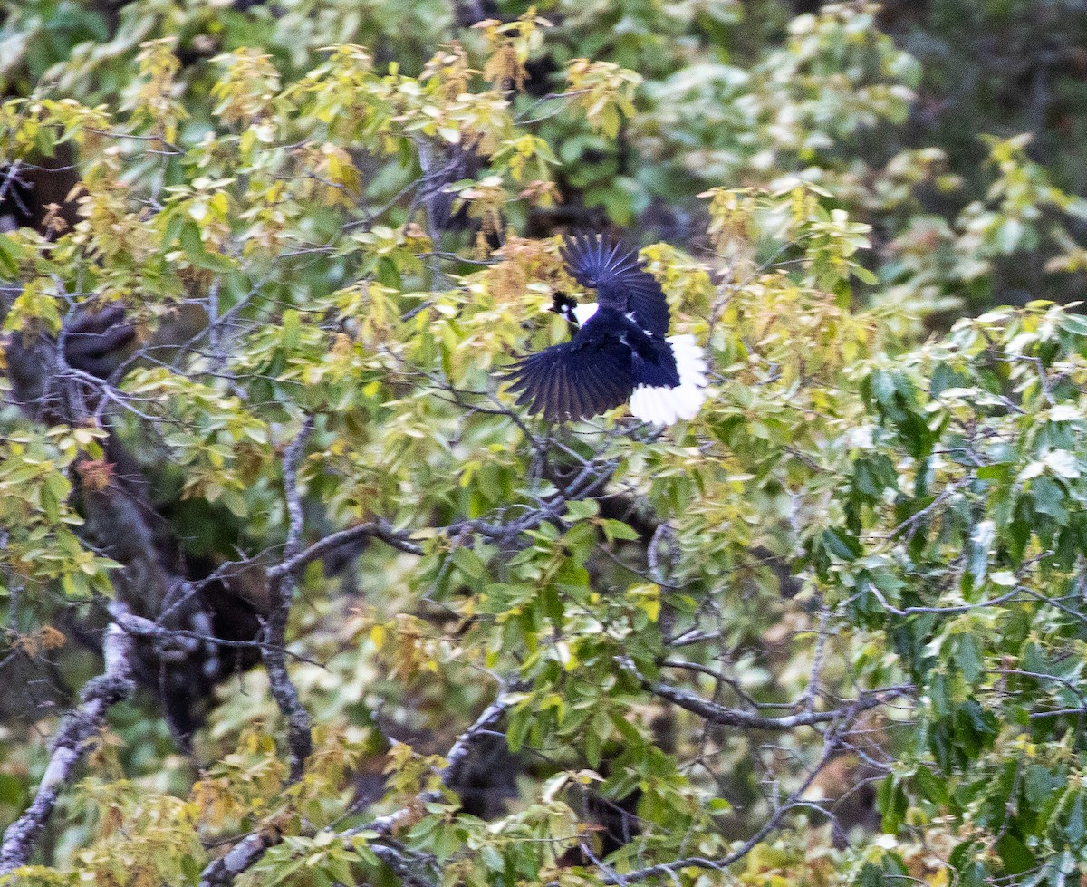 Tufted Jay - ML634211152