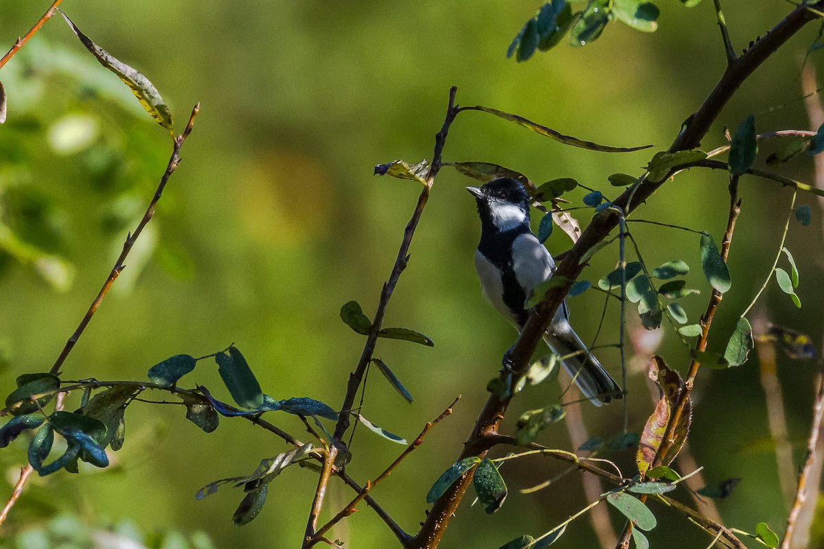 Asian Tit (Cinereous) - ML634211159