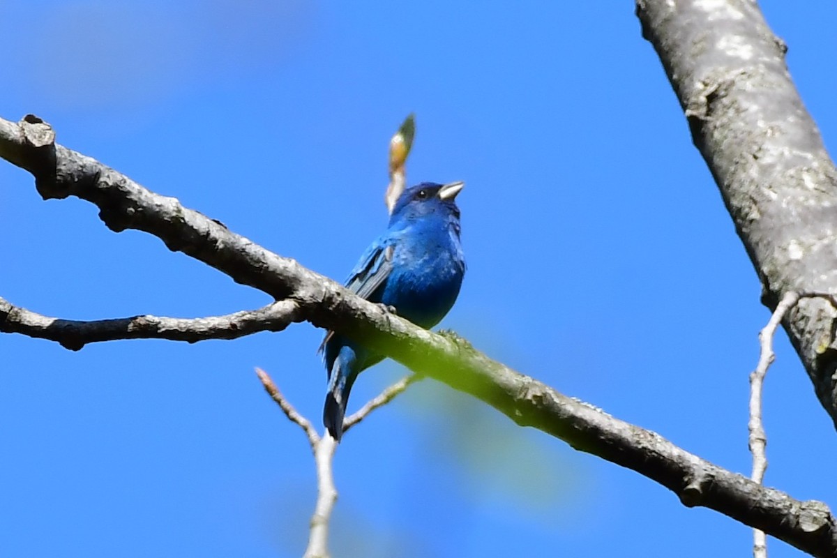 Indigo Bunting - ML634211197